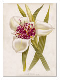 Peacock Flower or Tiger Flower