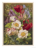 Flowers of July and August