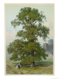 Common Elm
