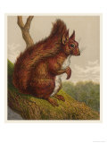 Red Squirrel