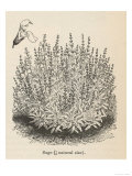 Sage Bush