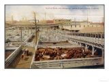 Cattle Awaiting Slaughter in the Union Stock Yards Chicago  Note the Boards for Armour and Swift