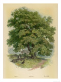 Walnut Tree