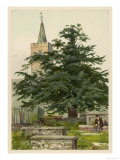 Yew Tree