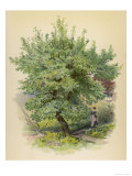 Plum Tree