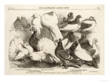 Prize Pigeons at the Show of the Philo-Peristeron Society Held in Freemasons Hall