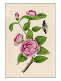 Camellia and Insect