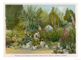 Portion of the Rockery at the Royal Horticultural Society's Gardens Chiswick
