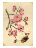 Oriental Style Depiction of Pink Cherry Blossom Showing the Branch Buds and Open Flowers
