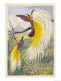 Bird of Paradise