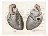 Two Views of the Heart with the Parts Labelled in Latin