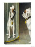 Bulldog Admires Its Reflection in a Distorting Mirror