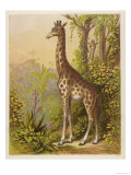 Standing Tall in the African Jungle