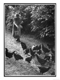 An Older Woman in a Long Dress and Wide-Brimmed Hat Throws Handfuls of Chicken Feed