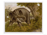 An Indian Elephant in Its Natural Habitat