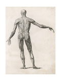 View of the Muscles in the Human Body