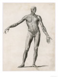 View of the Muscles in the Human Body