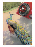 Dunlop Tyre Advertisement Featuring a Peacock