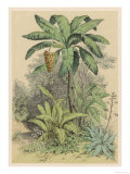 Banana Plant in the Tropics