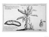 Fine Engraving of a Banana Plant