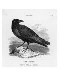 Raven (Corvus Corax) Perching on a Rock