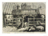 Importing Cattle on Board the Batavier a London to Rotterdam Steamship