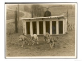 Greyhound Training