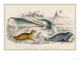 Various Species of Seals Left: Common Seal Bottom Right: Fetid Seal