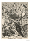 Many Varieties of Birds Gather for the Funeral of Cock Robin