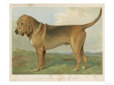 Fine Profile of This Classic Breed as It was in the 19th Century