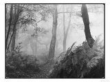 An Eerie Misty Wood with Ferns Near Esher Common Surrey England