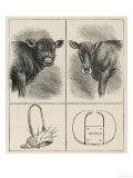 Rather Alarming-Looking Calf-Weaning Devices