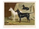 Toy Terrier  White Terrier  Black and Tan Terrier