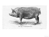 Tamworth Sow