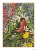 Bullfinch