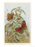 Metamorphosis of the Peacock Butterfly