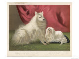 This Pomeranian Looks Quite Large Beside a Maltese Terrier