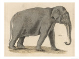 An Indian Elephant