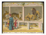 Regent's Park Zoo London Visitors Admire Lions Tigers and Other Cats