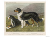 Two Collies  Rough and Smooth-Coated Tricolour