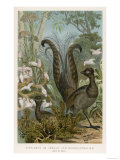 Lyre Bird