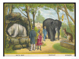 Regent's Park Zoo London Visitors Admire the White Bear the Elephant and the Kangaroo