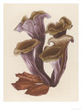 Craterellus Cornucopiodes Common Name: Black Chanterelle