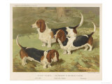 Three Basset Hounds