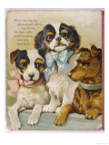 King Charles Spaniel