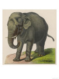 An Indian Elephant