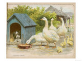 Geese and a Kenneled Dog