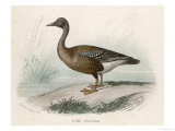 Wild Goose