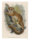Black-Eared Mouse Lemur Climbing a Tree
