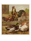 Cock and Hen Watch as Ducks Waddle by in a Farmyard